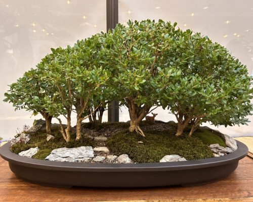 Ronen Bauer Speaks at Toronto Bonsai Society Event